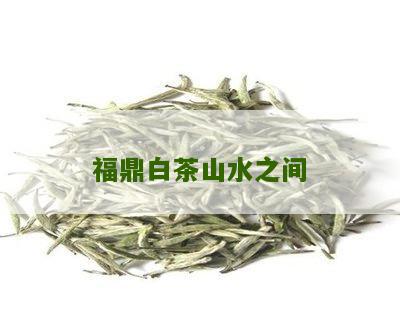 福鼎白茶山水之间