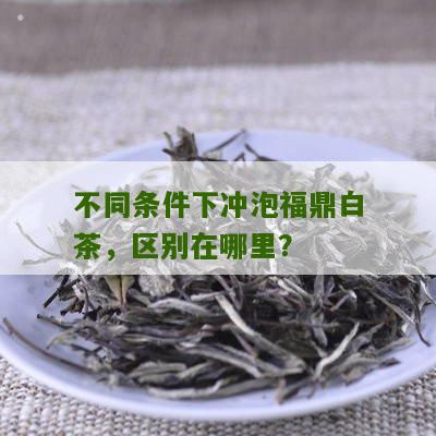 不同条件下冲泡福鼎白茶，区别在哪里？