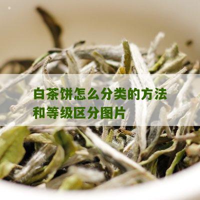 白茶饼怎么分类的方法和等级区分图片