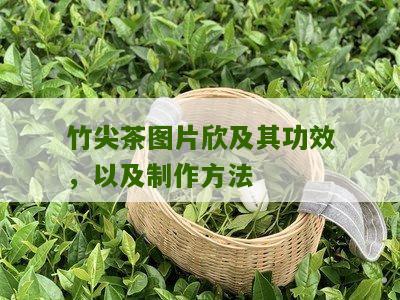 竹尖茶图片欣及其功效，以及制作方法