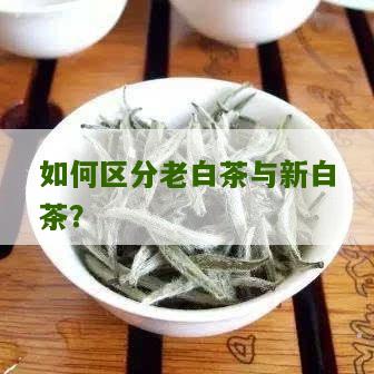 如何区分老白茶与新白茶？