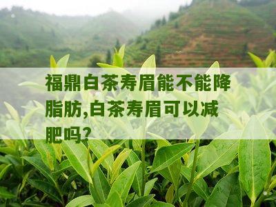 福鼎白茶寿眉能不能降脂肪,白茶寿眉可以减肥吗?