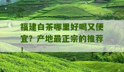 福建白茶哪里好喝又便宜？产地最正宗的推荐！