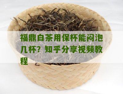 福鼎白茶用保杯能闷泡几杯？知乎分享视频教程