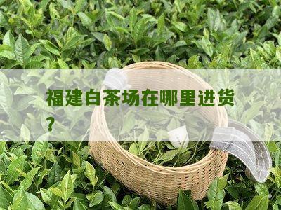 福建白茶场在哪里进货？