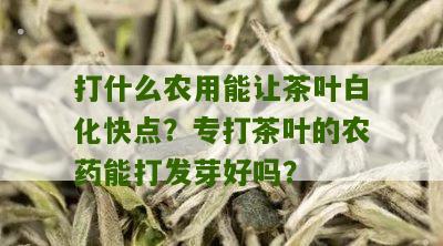 打什么农用能让茶叶白化快点？专打茶叶的农药能打发芽好吗？