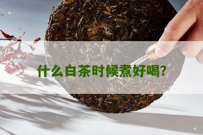 什么白茶时候煮好喝？