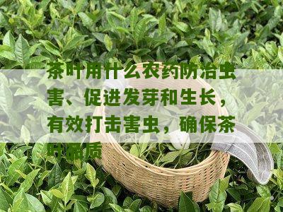 茶叶用什么农药防治虫害、促进发芽和生长，有效打击害虫，确保茶叶品质