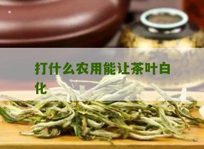 打什么农用能让茶叶白化