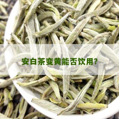 安白茶变黄能否饮用？