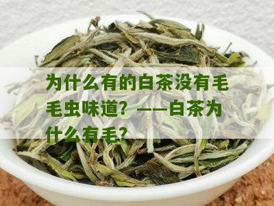 为什么有的白茶没有毛毛虫味道？——白茶为什么有毛？