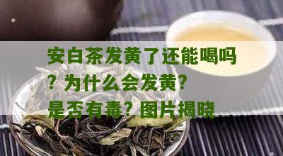 安白茶发黄了还能喝吗? 为什么会发黄? 是否有毒? 图片揭晓