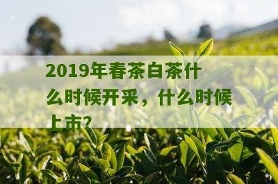 2019年春茶白茶什么时候开采，什么时候上市？