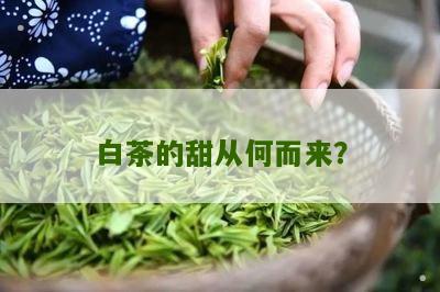 白茶的甜从何而来？