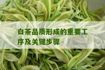 白茶品质形成的重要工序及关键步骤