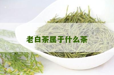 老白茶属于什么茶