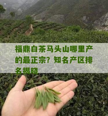 福鼎白茶马头山哪里产的最正宗？知名产区排名揭晓