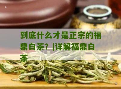 到底什么才是正宗的福鼎白茶？|详解福鼎白茶