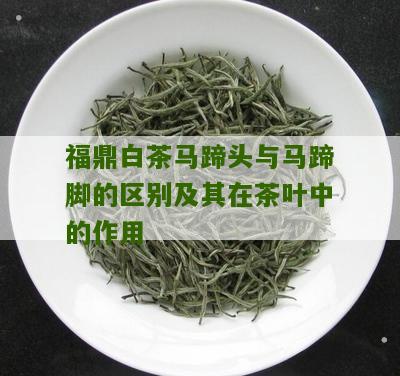 福鼎白茶马蹄头与马蹄脚的区别及其在茶叶中的作用