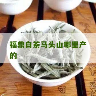 福鼎白茶马头山哪里产的