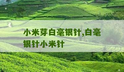 小米芽白毫银针,白毫银针小米针