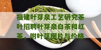 福建叶芽泉工艺研究茶叶招聘叶芽泉白茶和红茶，附叶芽图片与价格