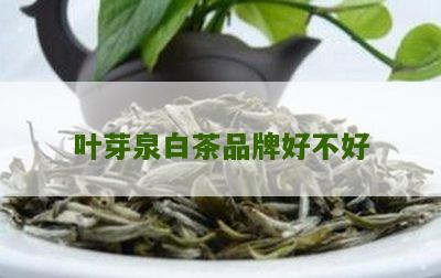 叶芽泉白茶品牌好不好