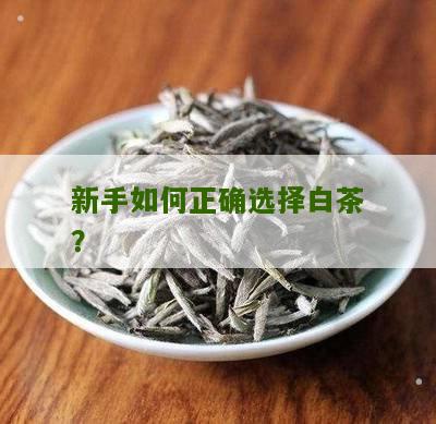 新手如何正确选择白茶？