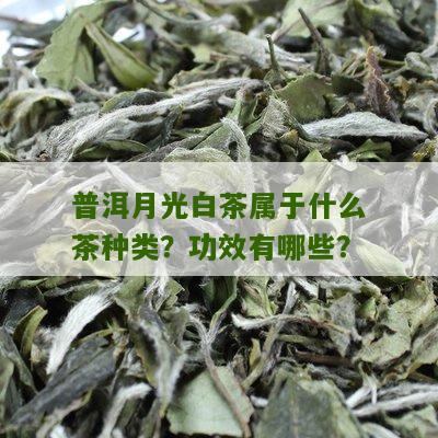 普洱月光白茶属于什么茶种类？功效有哪些？