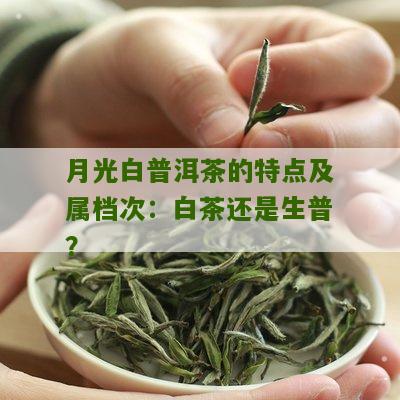 月光白普洱茶的特点及属档次：白茶还是生普？