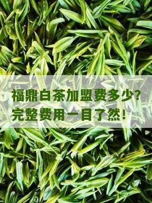 福鼎白茶加盟费多少？完整费用一目了然！