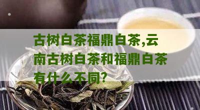 古树白茶福鼎白茶,云南古树白茶和福鼎白茶有什么不同?