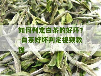 如何判定白茶的好坏？-白茶好坏判定视频教程