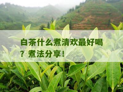 白茶什么煮清欢最好喝？煮法分享！