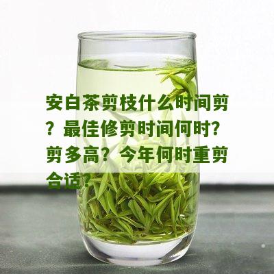 安白茶剪枝什么时间剪？最佳修剪时间何时？剪多高？今年何时重剪合适？