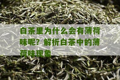 白茶里为什么会有薄荷味呢？解析白茶中的薄荷味现象