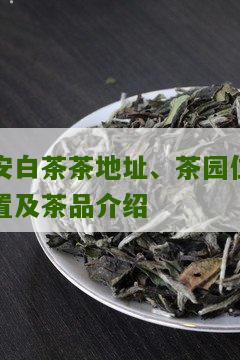 安白茶茶地址、茶园位置及茶品介绍