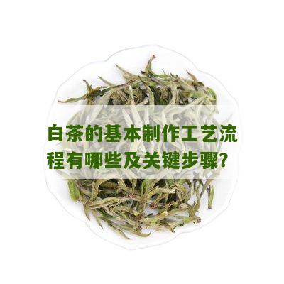 白茶的基本制作工艺流程有哪些及关键步骤？