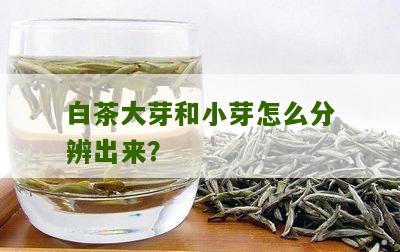 白茶大芽和小芽怎么分辨出来？