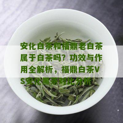 安化白茶和福鼎老白茶属于白茶吗？功效与作用全解析，福鼎白茶VS安化黑茶对比分析