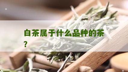 白茶属于什么品种的茶？