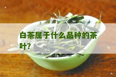 白茶属于什么品种的茶叶？