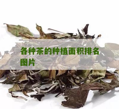 各种茶的种植面积排名图片