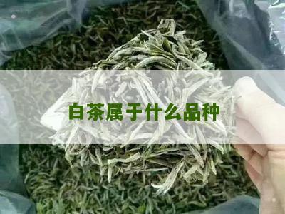 白茶属于什么品种