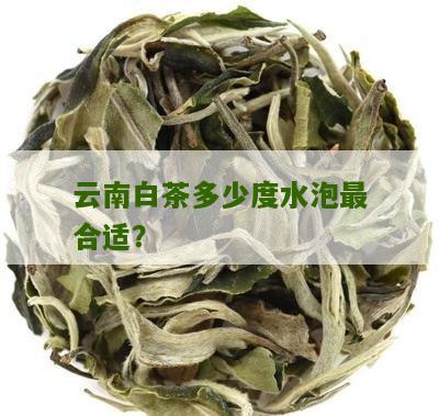 云南白茶多少度水泡最合适？