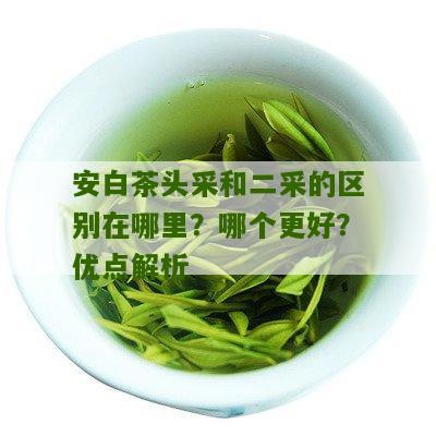 安白茶头采和二采的区别在哪里？哪个更好？优点解析