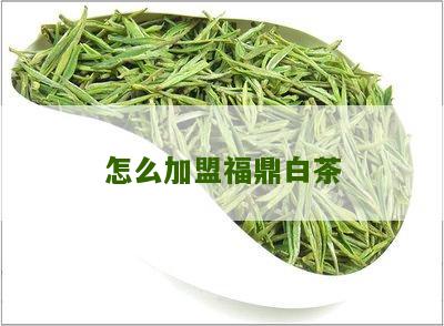 怎么加盟福鼎白茶