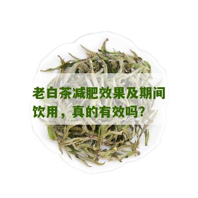 老白茶减肥效果及期间饮用，真的有效吗？