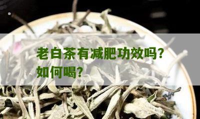 老白茶有减肥功效吗？如何喝？