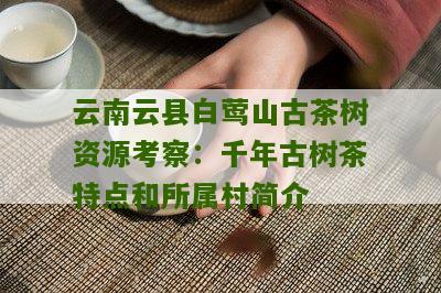 云南云县白莺山古茶树资源考察：千年古树茶特点和所属村简介